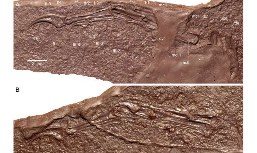 Análise de fóssil de dinossauro 'Migmanychion laiyang' mostra detalhe curioso nas patas da criatura