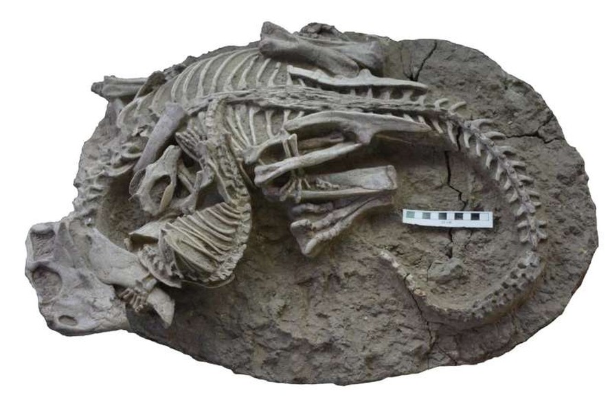 Fóssil mostrando os esqueletos emaranhados de Psitacosaurus (dinossauro) e Repenomamus (mamífero) e sua interação pouco antes da morte.