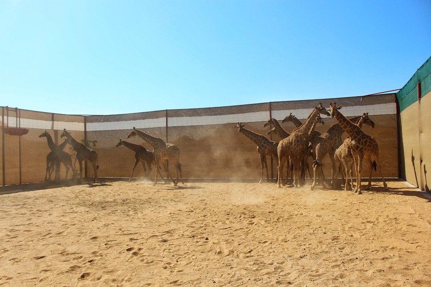 Imagens das 14 girafas que foram realocadas no parque nacional da angola