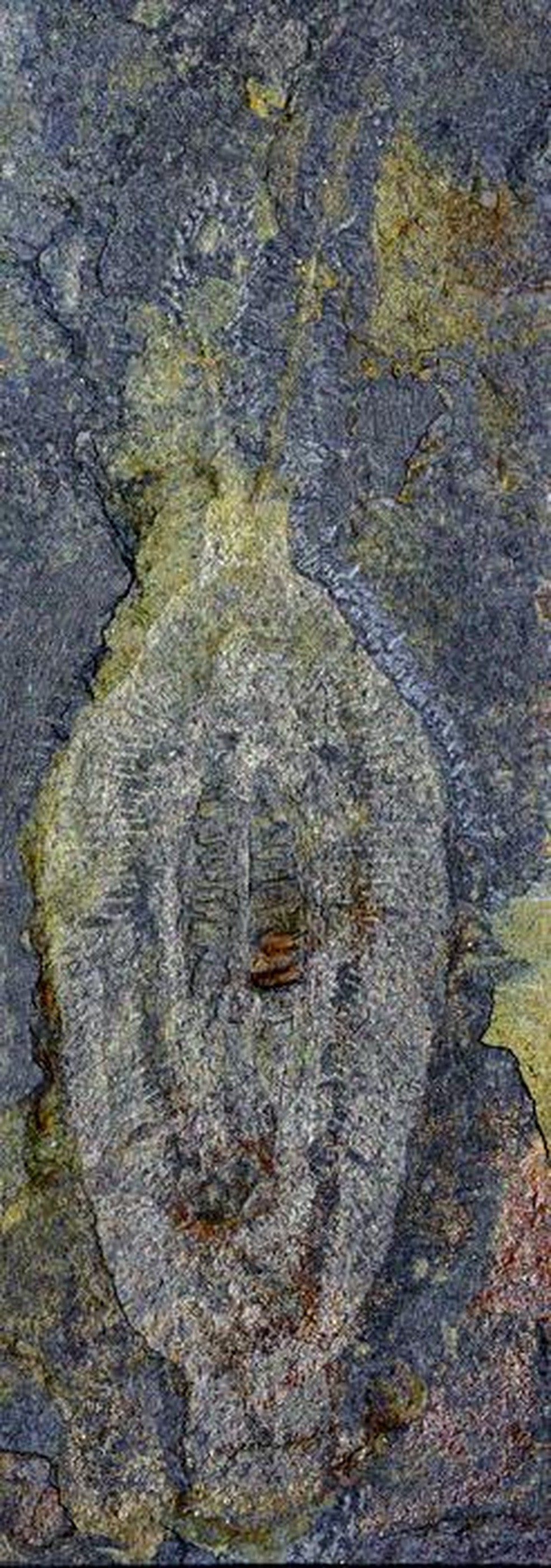 Espécime de Nektognathus  evasmithae, antigo animal marinho que viveu no Cambriano — Foto: Parque Tae Yoon
