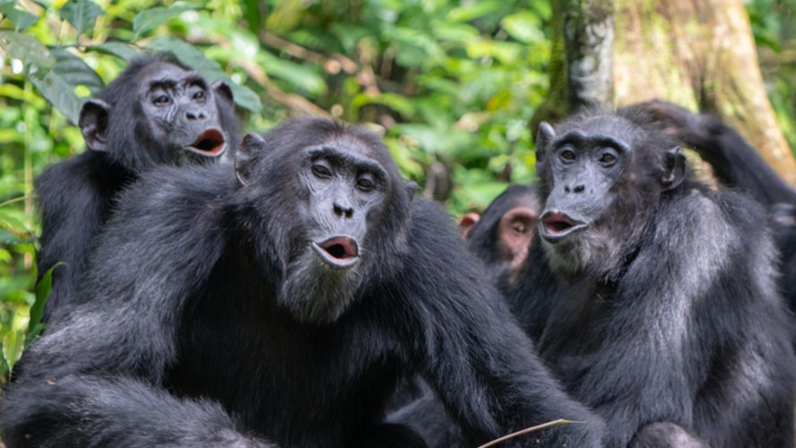 Os 12 Macacos Mais Assustadores do Cinema