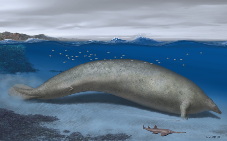 O comprimento estimado do corpo da colossal baleia do Peru é de 20 metros