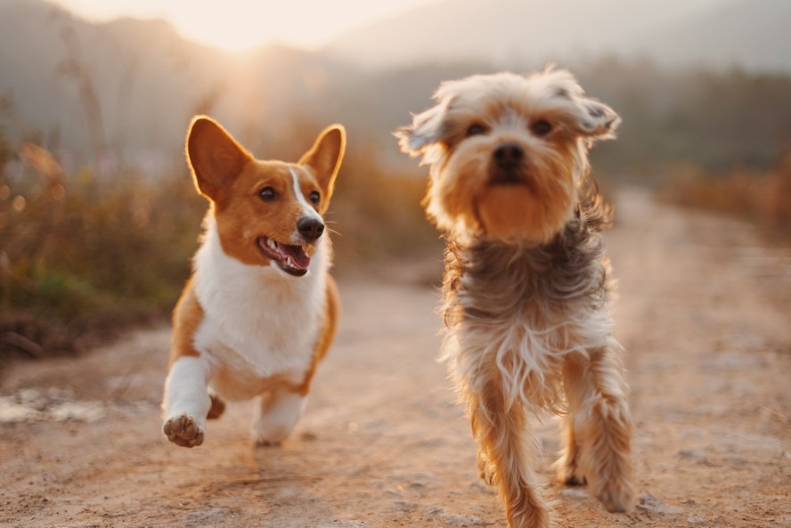Novo estudo pode ajudar a entender por que cachorros pequenos vivem mais