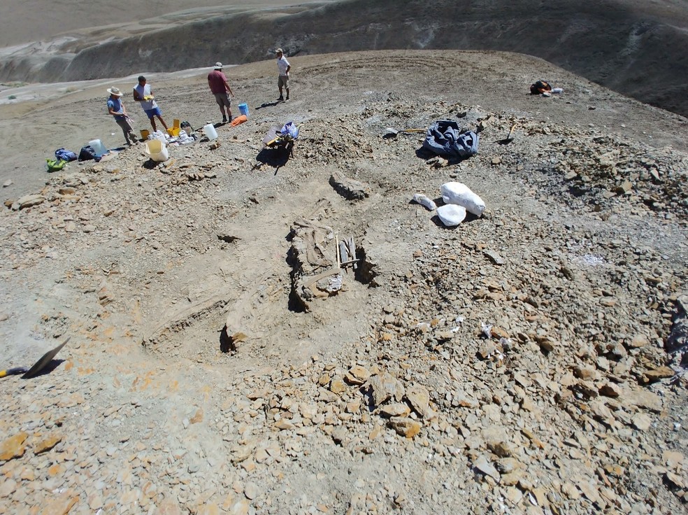 Pesquisadores encontraram ossos datados a cerca de 15 milhões de anos, do Período Cretáceo — Foto: Vincent Brusca