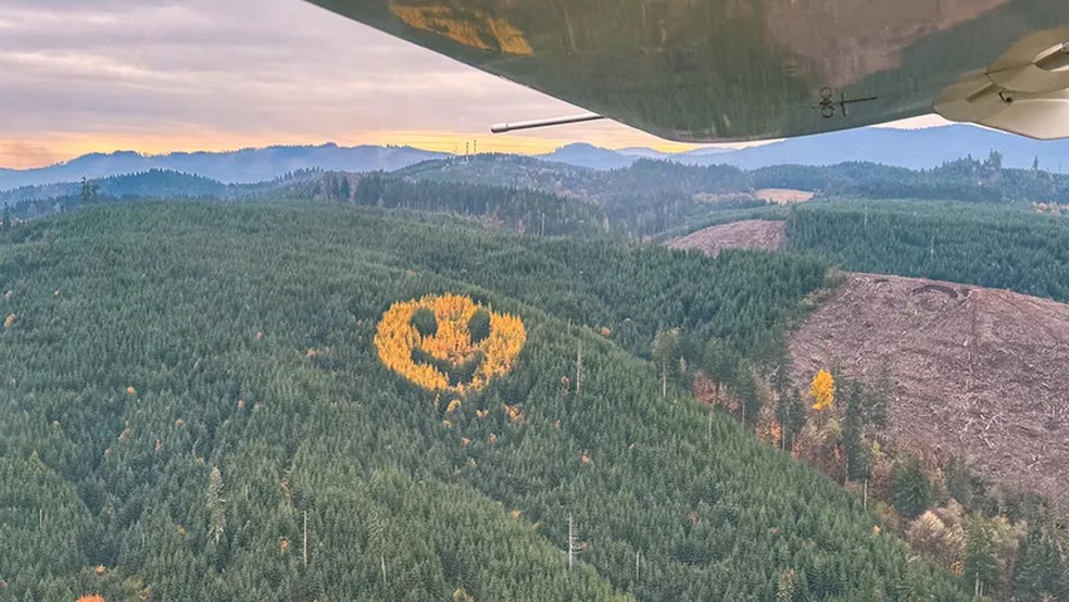 Um emoji de rosto sorridente, feito de árvores amareladas em uma floresta de pinheiros — Foto: Wikimedia Commons
