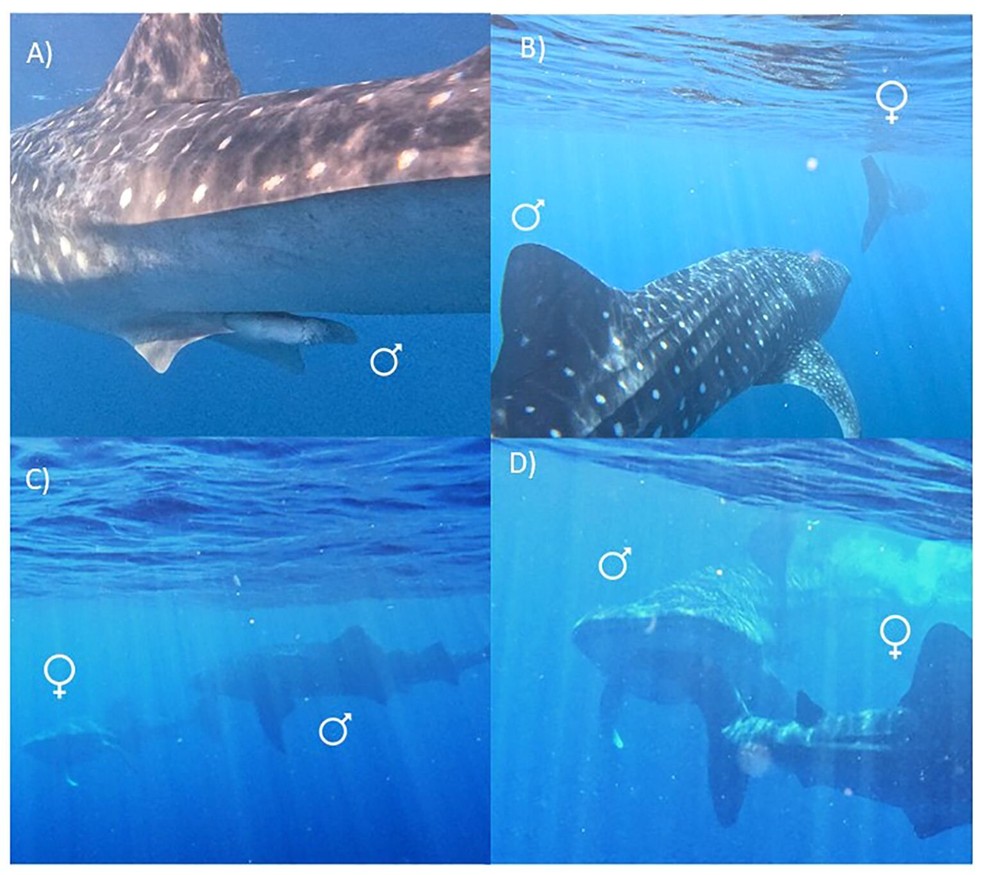 Tubarões-baleia (Rhincodon typus) envolvidos em possíveis comportamentos de cortejo no recife de Ningaloo. (A) Clásper calcificado do tubarão macho. (B) Um tubarão-baleia macho de ~8,5 m seguindo de perto uma tubarão-baleia fêmea de ~7 m. (C) A tubarão fêmea (esquerda) girando rapidamente após ser mordida na nadadeira caudal pelo macho (direita). (D) A nadadeira caudal da tubarão-baleia fêmea (direita) se curvando ao fazer contato com o focinho do tubarão macho (esquerda) — Foto: Barry et al.