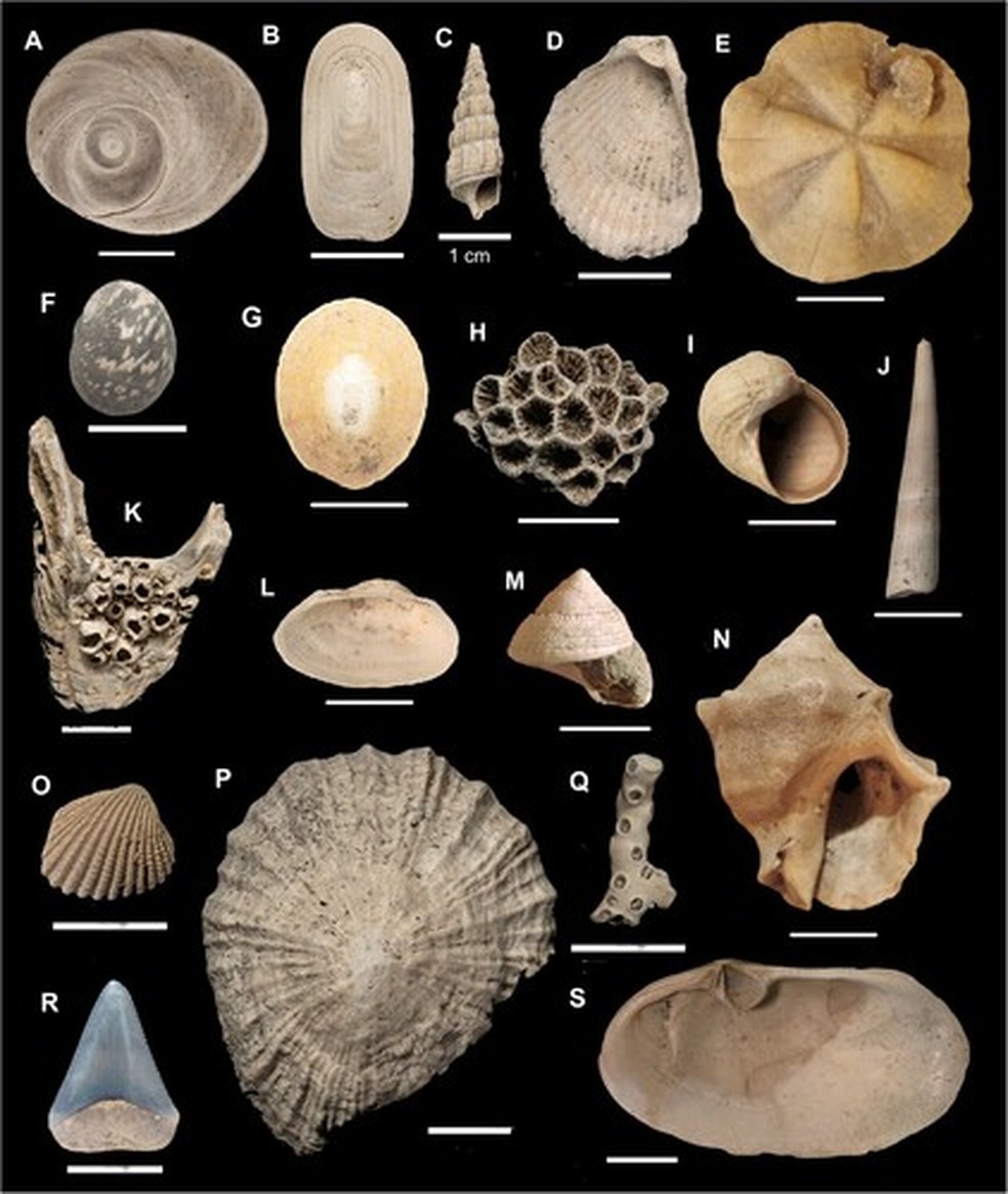 Algumas das espécies menos comuns, mas mais distintas, da fauna fóssil de Māngere Shellbed — Foto: Hayward et al