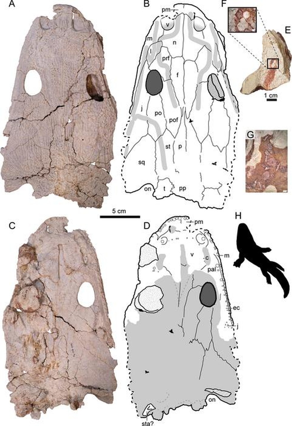 Fragmentos do crânio de um Buettnererpeton bakeri — Foto: Kufner et al., 2025, PLOS One, CC-BY 4.0