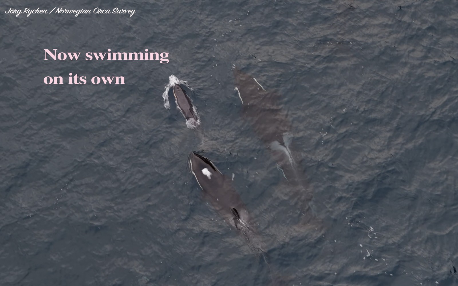  Norwegian Orca Survey