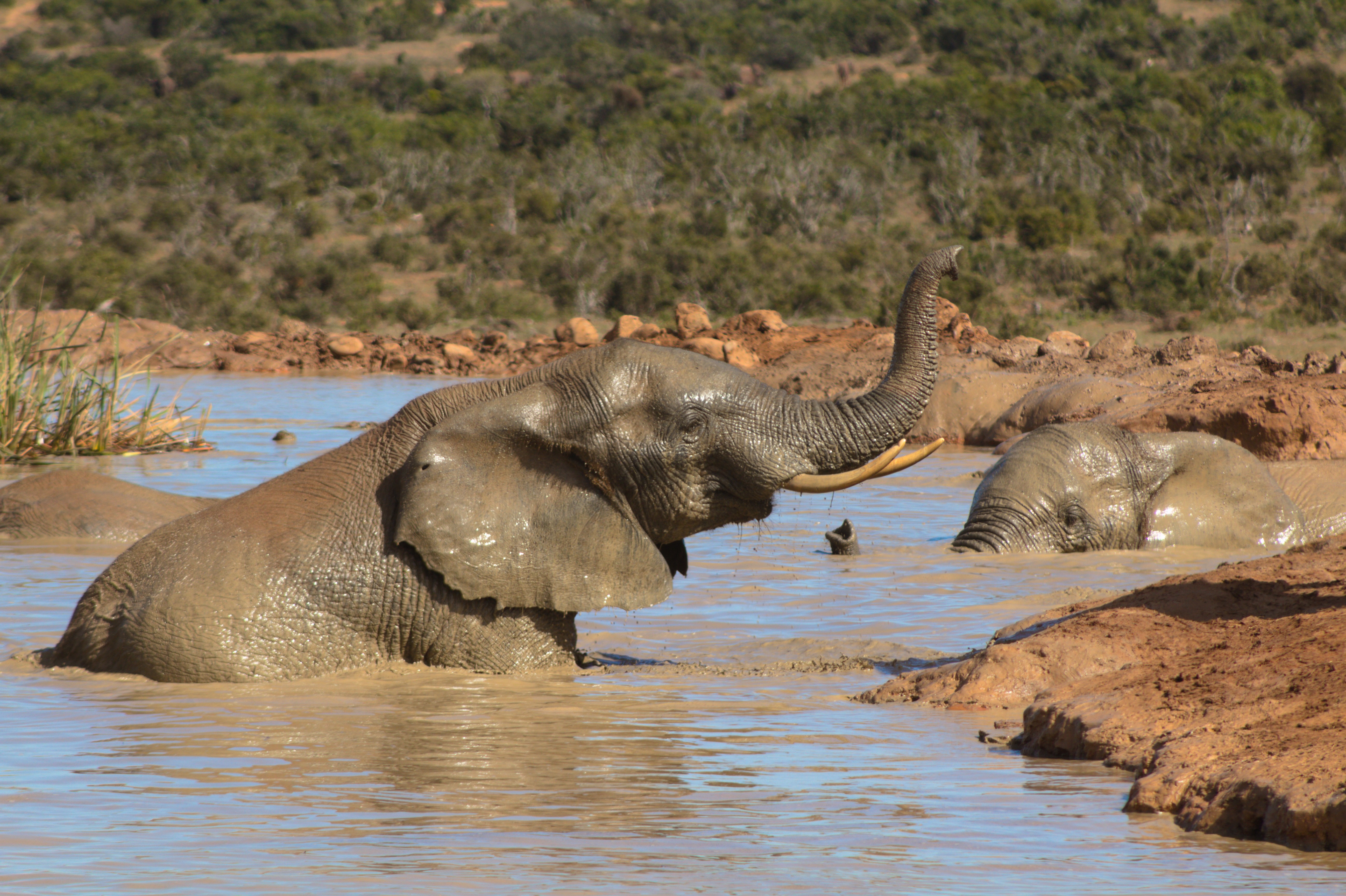 Telha de cimento com textura inspirada na pele do elefante africano