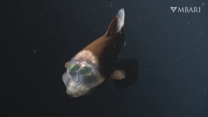 Peixe das profundezas com cabeça transparente faz aparição rara no México; vídeo