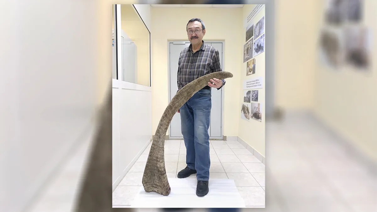 Maior chifre de rinoceronte-lanoso já encontrado estava sob o gelo da Sibéria