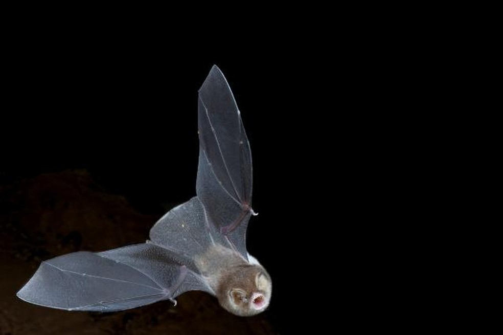 Como cientistas exploram cavernas raras do Cerrado com mais de 120 mil ...