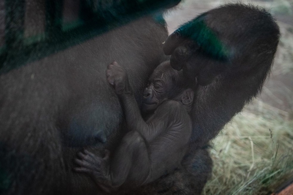 A gestação de um gorila dura em torno de 8,5 meses — Foto: Columbus Zoo And Aquarium