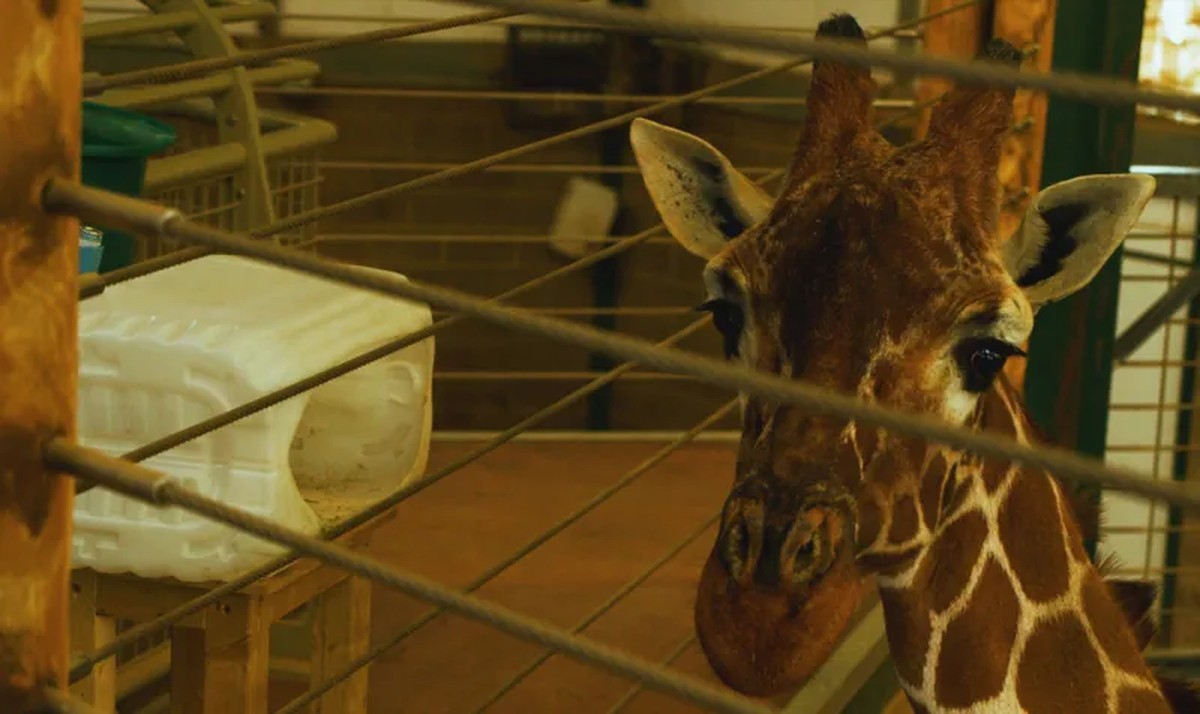 Girafa com doença nasal crônica aprende a fazer inalação; veja vídeo