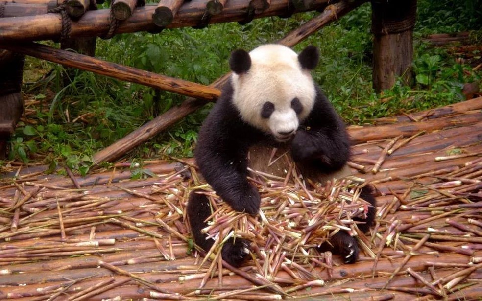 Esses grandões comem entre 12 e 38 quilos de bambu todos os dias (Foto: Pixabay) — Foto: Galileu