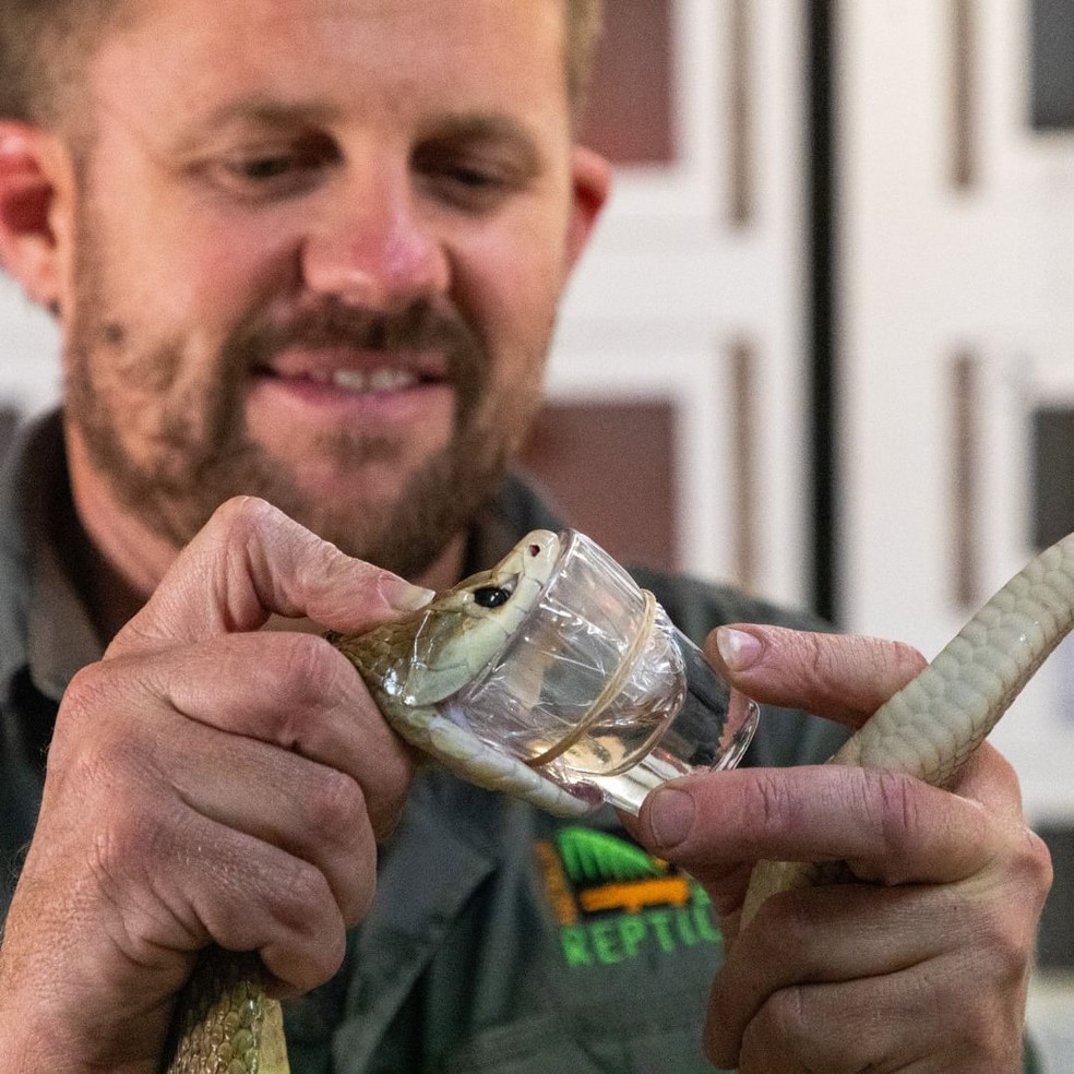 Cobra Cyclone, que vive em cativeiro na Austrália, tem peçonha capaz de matar 400 humanos — Foto: Australian Reptile Park/Instagram