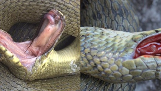 Cobras se fingem de mortas e sangram pela boca para se defender de predadores