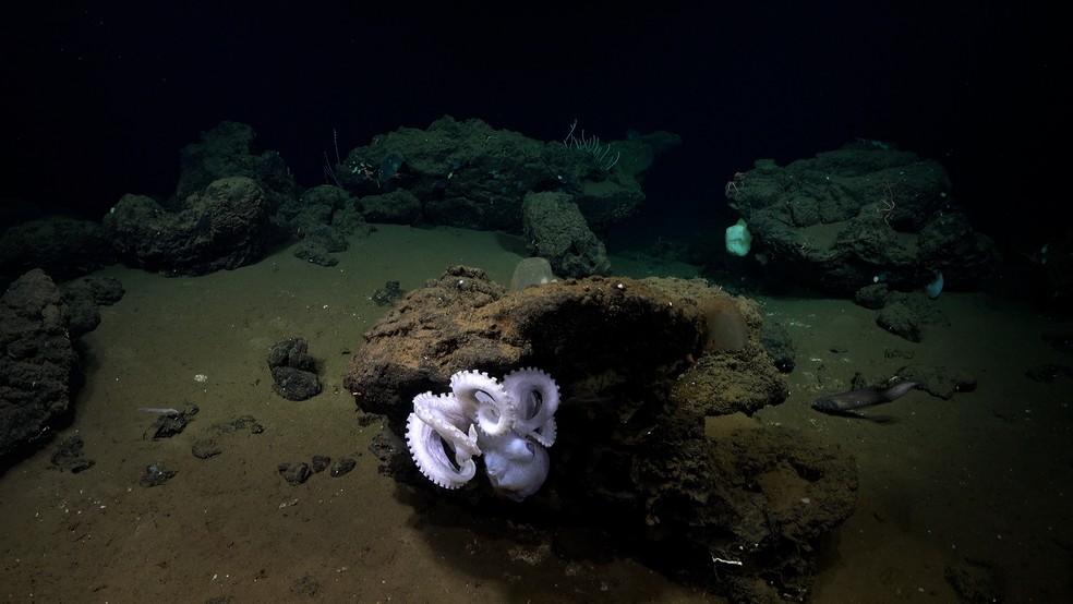 Possível nova espécie de polvo em berçário no fundo do mar — Foto: Schmitd Ocean Institute