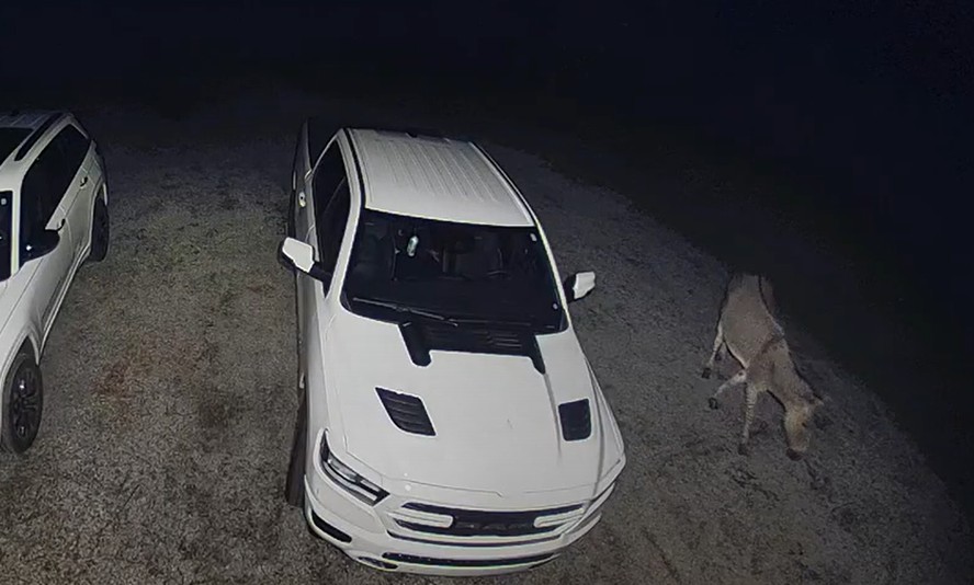Híbrido de burro com zebra é flagrado após fugir de fazenda nos EUA ...