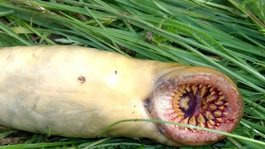 Pescador encontra criatura bizarra em rio no País de Gales; saiba o que é