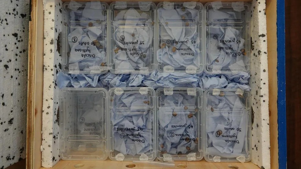 Caracóis criados em zoológicos, cuidadosamente acondicionados em recipientes de viagem para o transporte até a Ilha Bugio. — Foto: Zoológico de Chester