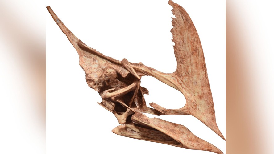 Como era a anatomia de um pterodáctilo?
