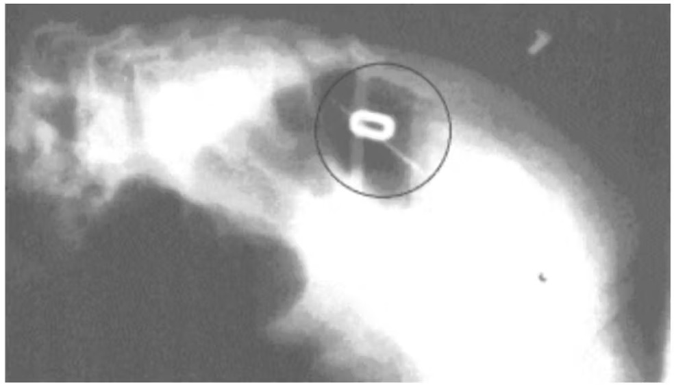  Acervo dos pesquisadores