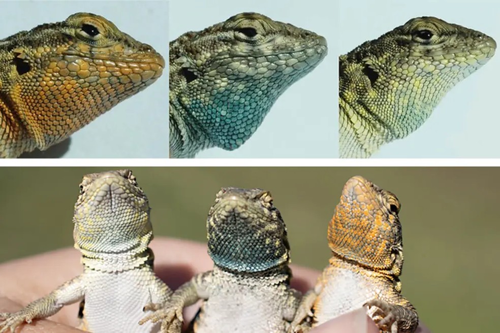 urante o período de acasalamento, os machos do lagarto-de-manchas-laterais exibem colorações distintas na garganta — laranja, azul ou amarela — cada uma associada a um comportamento diferente. — Foto: Amon Corl
