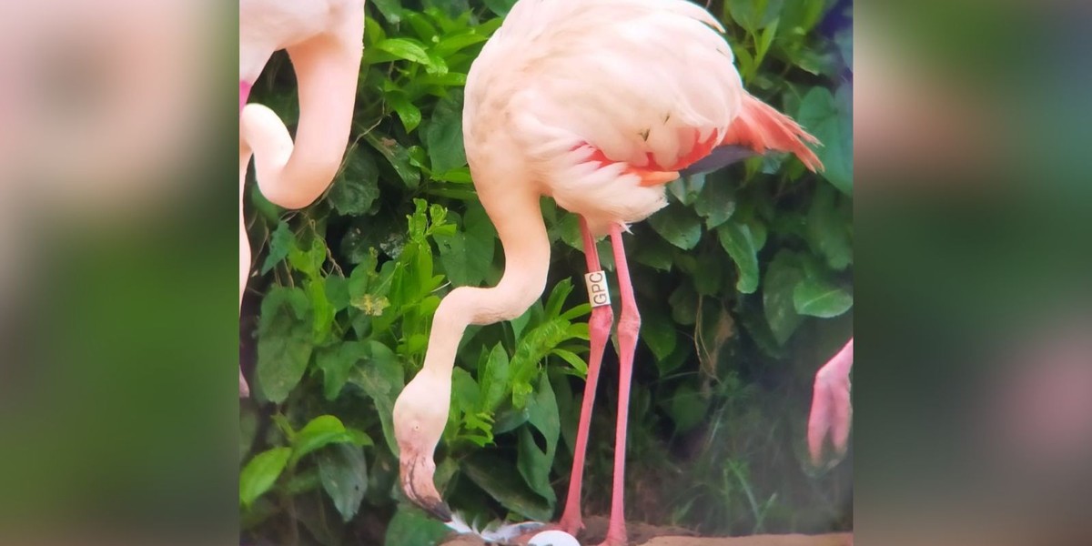 Tímida para o amor, flamingo de 70 anos bota seu primeiro ovo