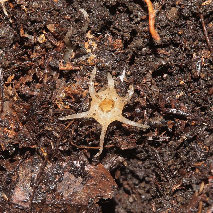 Membros da família Thismiaceae se alimentam de micélios fúngicos do solo. Como consequência, muitas vezes ficam escondidas sob as folhas caídas e apenas por um breve período produzem flores acima do solo que parecem vidro.