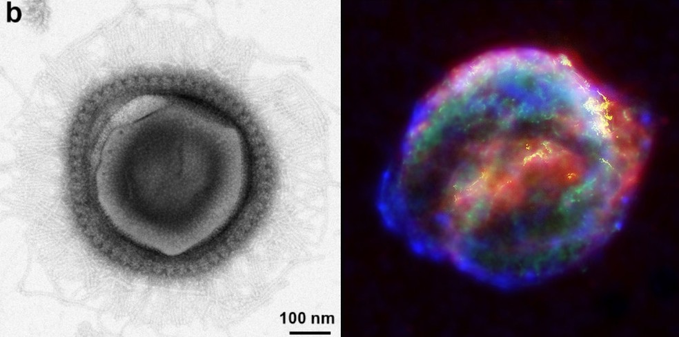 Vírus de 490 nm de diâmetro encontrado em floresta americana lembra uma supernova — Foto: Blanchard et al./bioRxiv; NASA/ESA/JHU/R.Sankrit & W.Blair