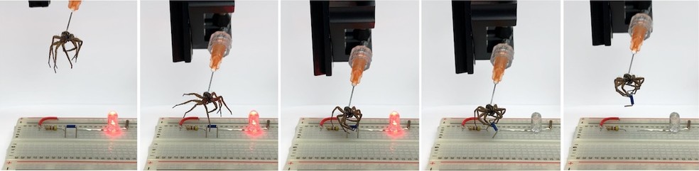 Uma pinça é usada para levantar uma aranha morta e interromper um circuito em uma placa de ensaio eletrônica, desligando um LED — Foto: Preston Innovation Laboratory