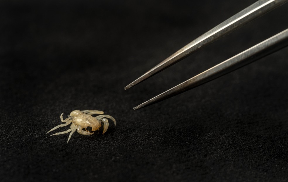 Os espécimes de caranguejo foram coletados originalmente a partir de 2012 e fazem parte da coleção de zoologia de invertebrados do museu — Foto: Florida Museum/Kristen Grace