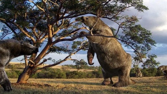 Ossos de preguiça-gigante em perfeito estado são catalogados em São Paulo