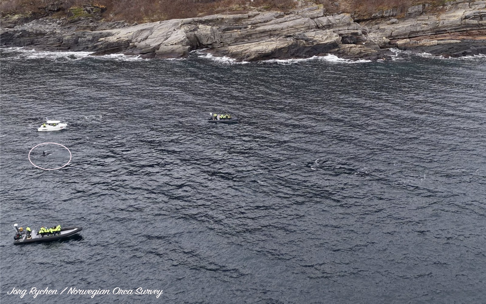  Norwegian Orca Survey