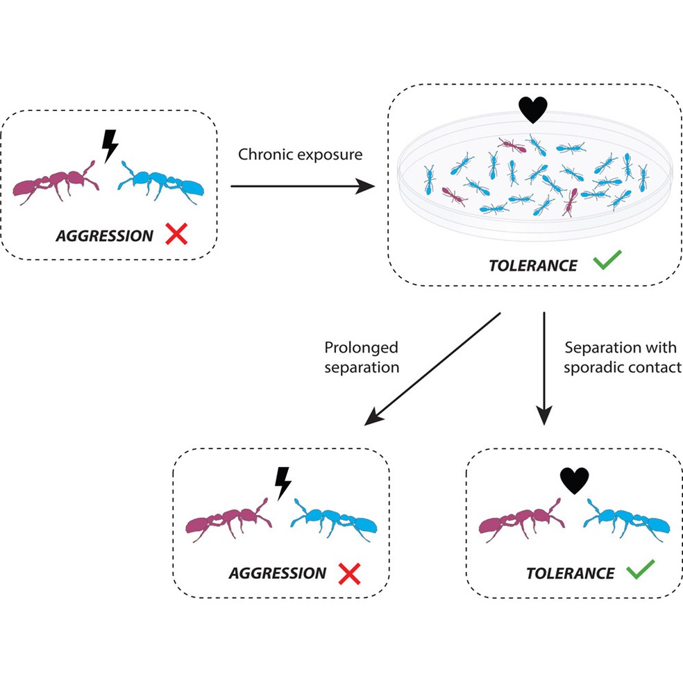 Formigas de colônias diferentes se reconhecem a partir de uma identidade olfativa, que pode gerar tanto episódios de agressão quanto de memória sensitiva à curto prazo — Foto: Current Biology