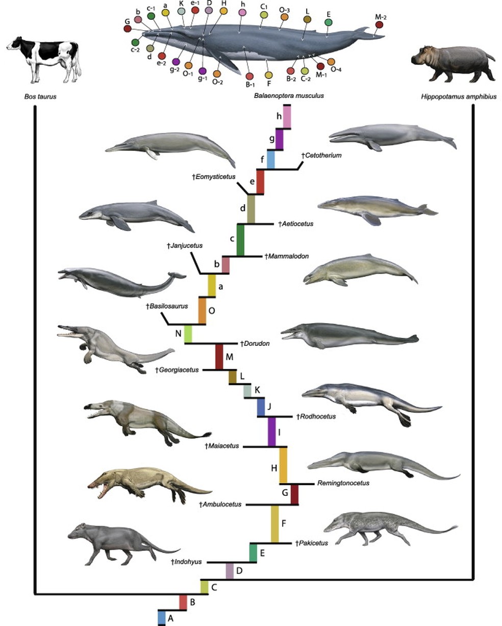 Filogenia das baleias, extintas e vivas, e seus parentes próximos. A perda de características de mamíferos terrestres e o surgimento de adaptações ao ambiente marinho pode ser observado ao longo de cada nova espécie do grupo — Foto: John Gatesy, Carl Buell/Molecular Phylogenetics and Evolution