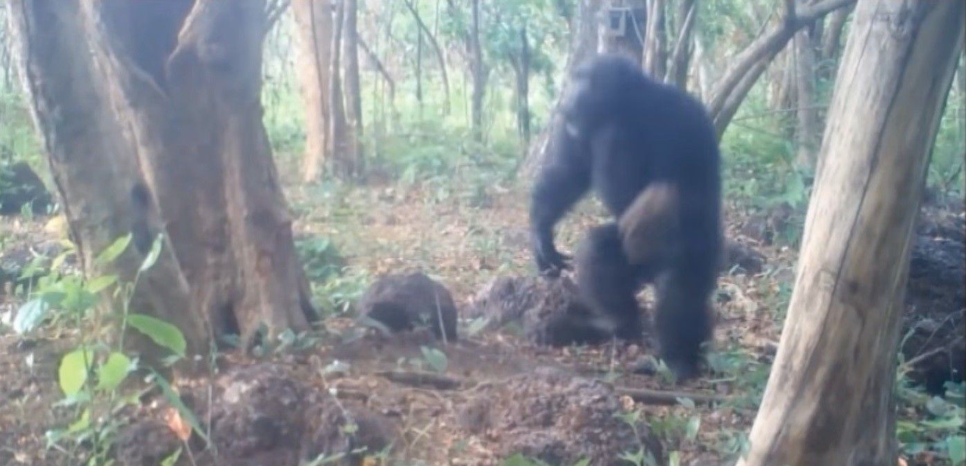 Árvore com cicatrizes e pedras em sua base no Parque Nacional de Boé