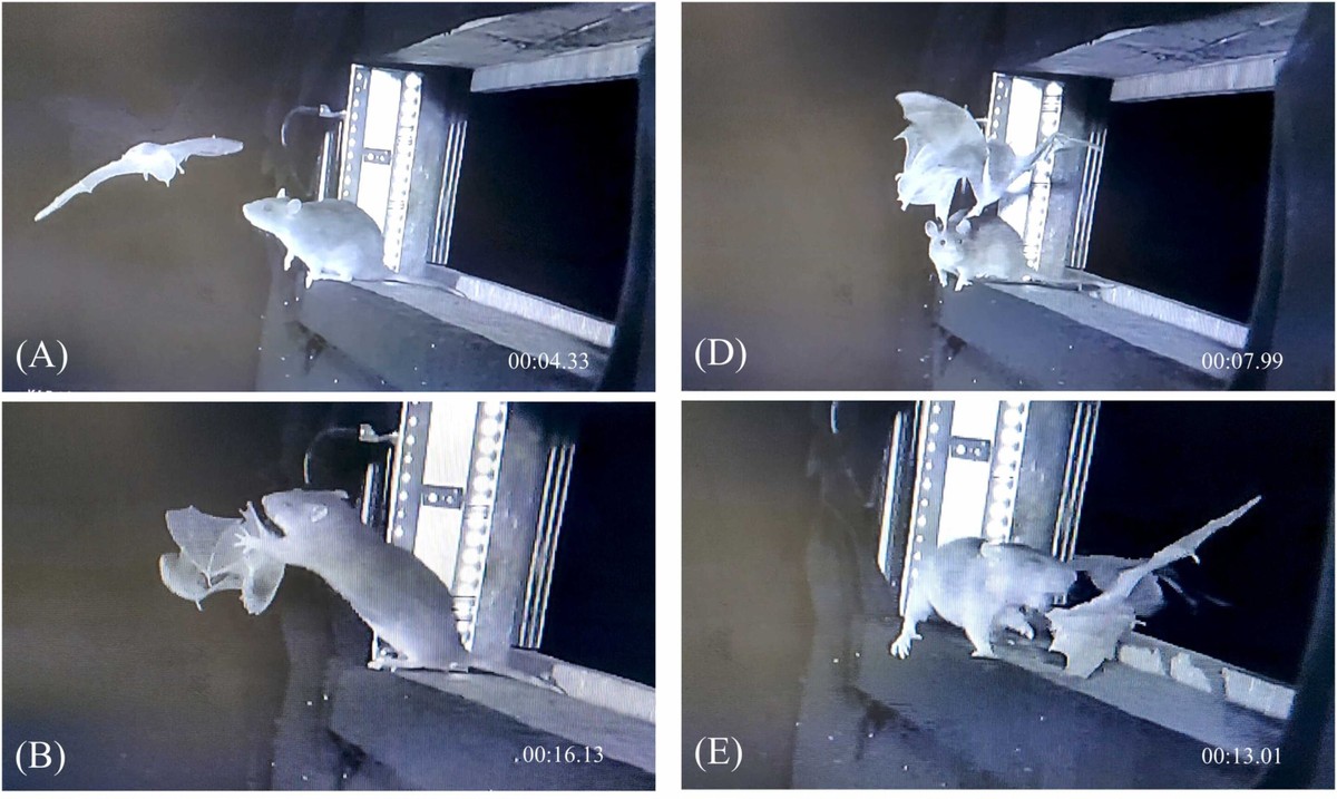 Ratos estão caçando morcegos na Alemanha — e vídeos mostram comportamento inusitado; veja