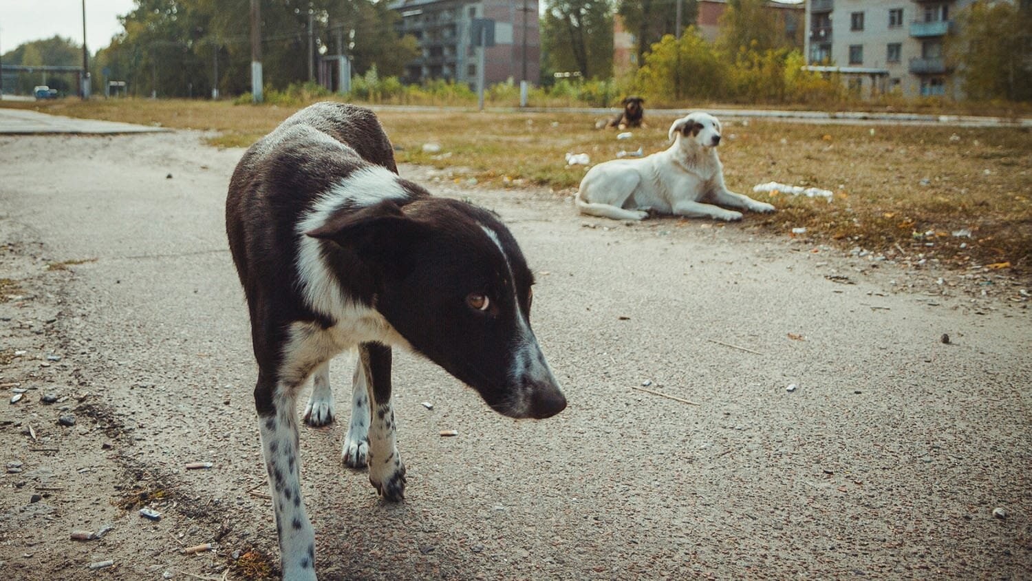 O que revela nova análise genética dos cães que vivem em Chernobyl