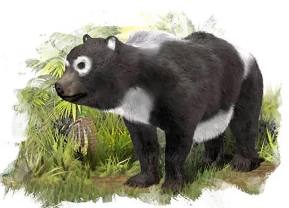 Especialistas acreditam que antecessores dos pandas também eram pretos e brancos (Foto: SINC) — Foto: Galileu