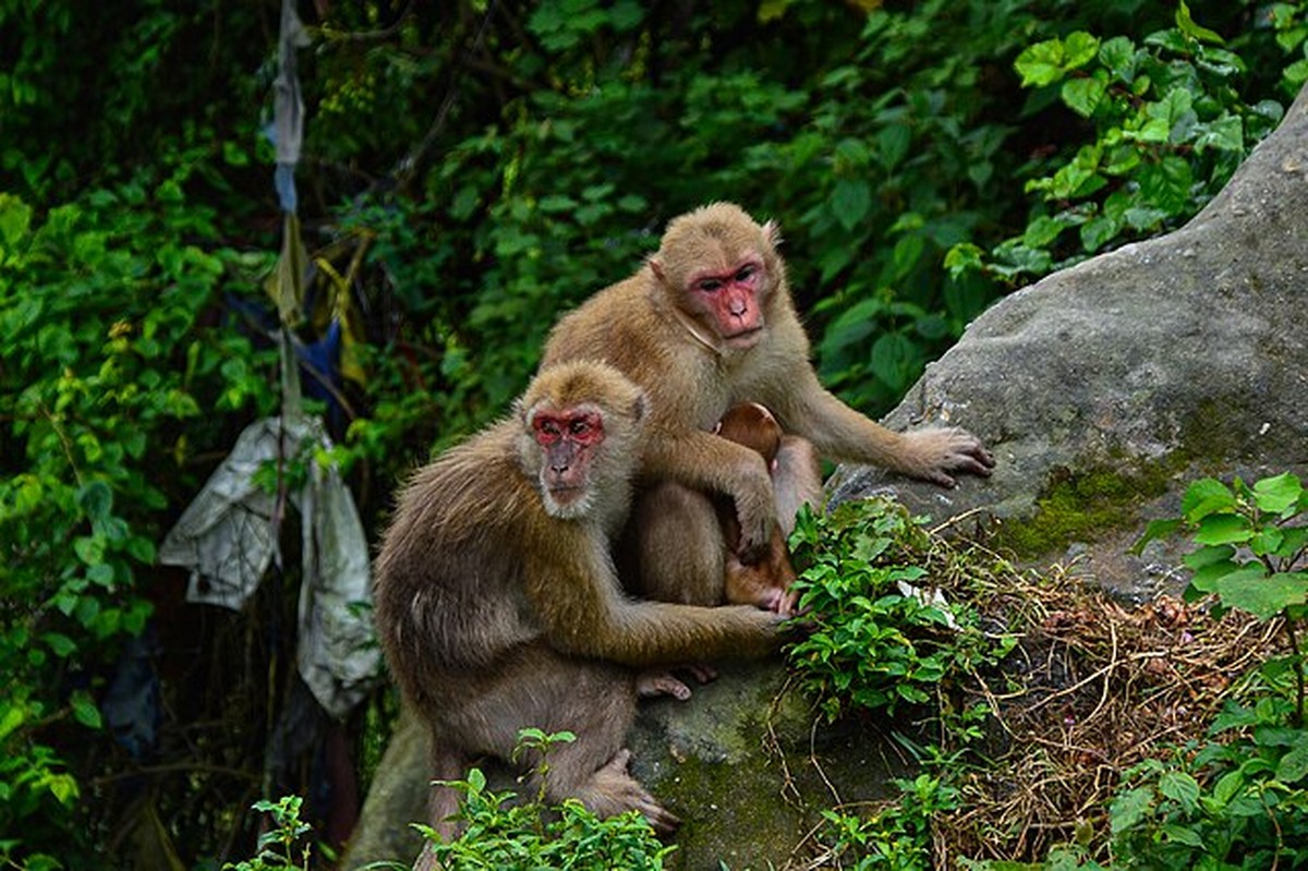 43 macacos escaparam de um laboratório nos EUA, e vários seguem desaparecidos