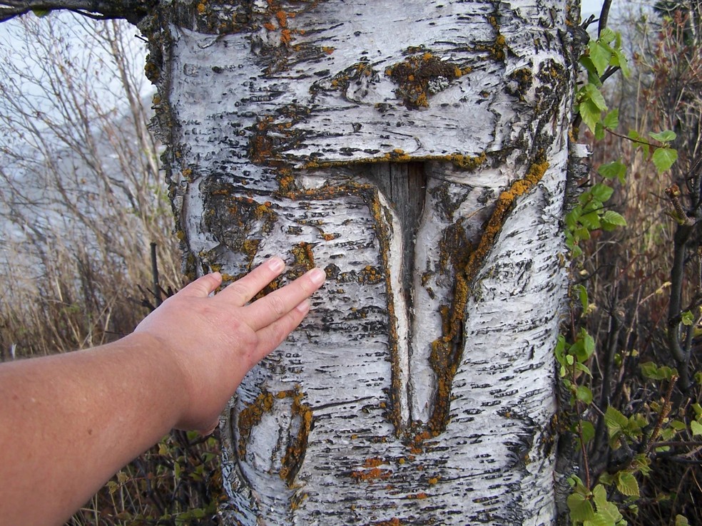 Uma letra “T” esculpida em uma bétula perto do esconderijo. A imagem foi tirada em 2005, durante uma visita da equipe Dena'ina que consistia de uma antropóloga cultural Nancy Yaw Davis e representantes das tribos Knik, Chickaloon e Eklutna que documentaram sítios arqueológicos na Base Aérea de Elmendorf. — Foto: Reprodução/Alaska Public Media/Base Conjunta Elmendorf-Richardson (JBER)