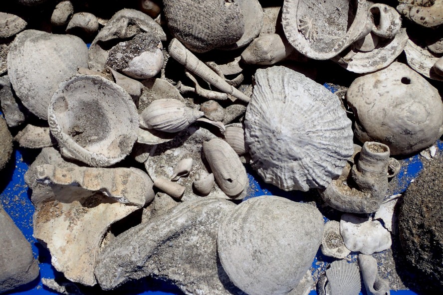 Escavação na tubulação de águas residuais de Auckland, na Austrália, revela tesouro fóssil