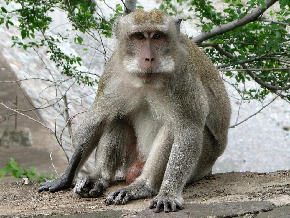 Macaco-caranguejo (Macaca fascicularis) é o mais comum no sudeste da Ásia (Foto: Wikimedia Commons ) — Foto: Galileu