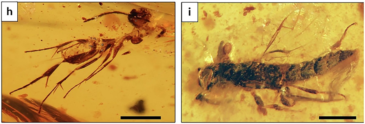Cientistas encontram âmbar de 112 milhões de anos cheio de insetos ancestrais