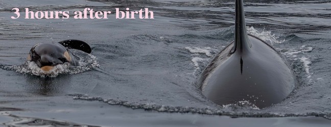  Norwegian Orca Survey