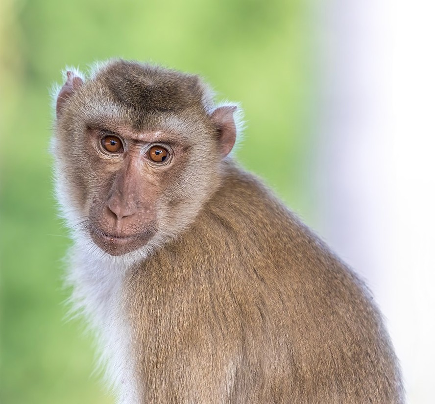 Macaco da espécie Macaca fascicularis