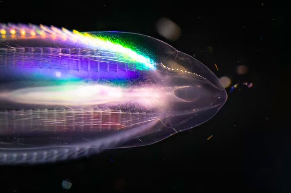 Ctenóforo iridescente, um tipo de invertebrado marinho, entrou na parede úmida do navio, onde pôde ser monitorado por cientistas — Foto: Divisão Antártica Australiana